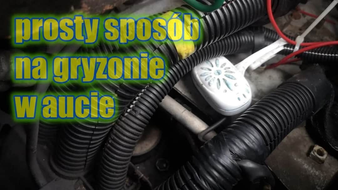 Jak pozbyć się mysz z samochodu: Skuteczne metody, które działają